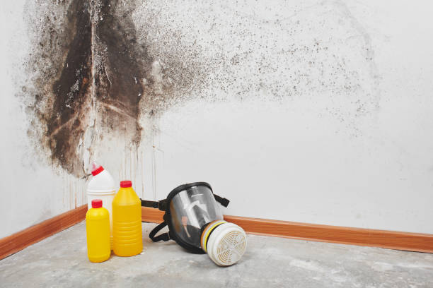 Trusted Cleburne, TX Mold Inspection, Removal & Remediation Experts